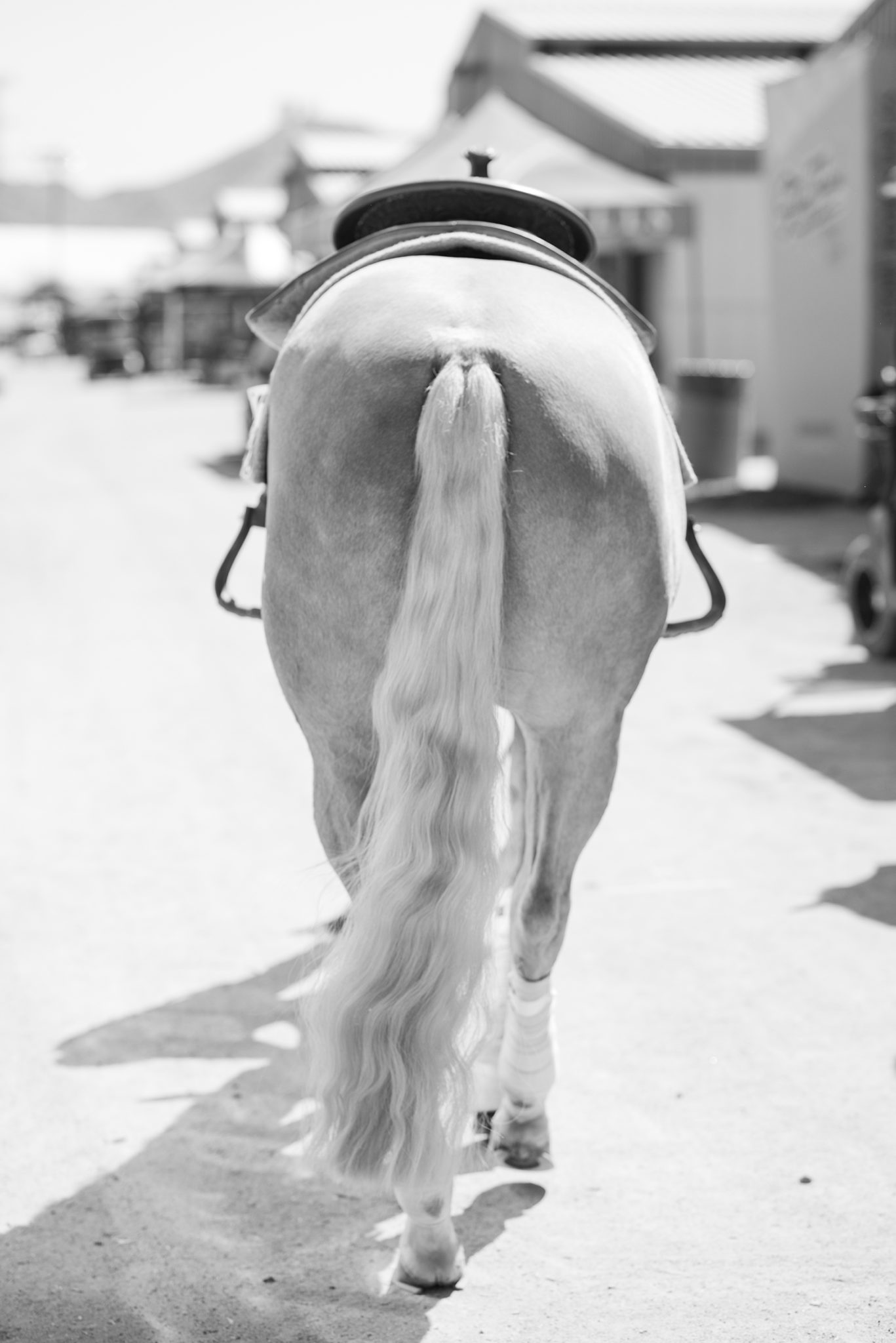 Cactus Reining Classic